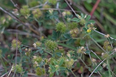 DPPhotography - Texas - Bur medick, Medicago minima - B