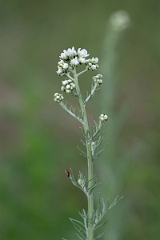 DPPhotography - Texas - Carolina woollywhite, Hymenopappus scabiosaeus - A