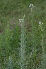 DPPhotography - Texas - Carolina woollywhite, Hymenopappus scabiosaeus - B