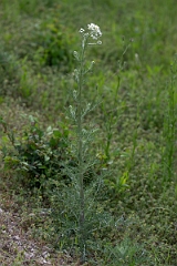 DPPhotography - Texas - Carolina woollywhite, Hymenopappus scabiosaeus - C