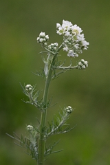 DPPhotography - Texas - Carolina woollywhite, Hymenopappus scabiosaeus - D