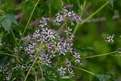 DPPhotography - Texas - Chinaberry tree, Melia azedarach - A