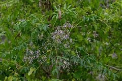 DPPhotography - Texas - Chinaberry tree, Melia azedarach - B