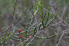DPPhotography - Texas - Christmas cholla, Cylindropuntia leptocaulis - A