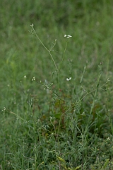 DPPhotography - Texas - Common hedge parsley, Torilis arvensis - A