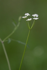 DPPhotography - Texas - Common hedge parsley, Torilis arvensis - B