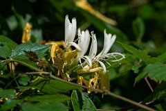 DPPhotography - Texas - Common honeysuckle, Lonicera periclymenum - A