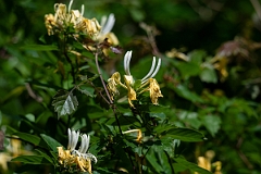 DPPhotography - Texas - Common honeysuckle, Lonicera periclymenum - B