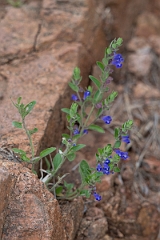 DPPhotography - Texas - Drummond's skullcap, Scutellaria drummondii - A
