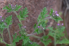 DPPhotography - Texas - Dwarf Verbena, Glandularia pumila - A