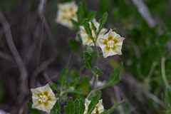 DPPhotography - Texas - Edwards Plateau five-eyes, Chamaesaracha edwardsiana - A