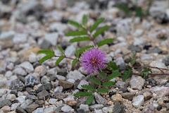 DPPhotography - Texas - Fourvalve mimosa, Mimosa quadrivalvis - A