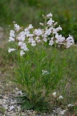 DPPhotography - Texas - Foxglove beardtongue, Penstemon digitalis - A