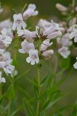 DPPhotography - Texas - Foxglove beardtongue, Penstemon digitalis - B