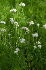 DPPhotography - Texas - Fraser's wild onion, Allium fraseri - B