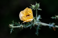 DPPhotography - Texas - Golden pricklypoppy, Argemone aenea - A
