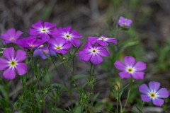 DPPhotography - Texas - Goldeneye phlox, Phlox roemeriana - A