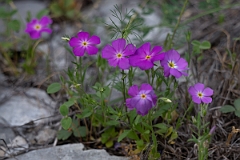 DPPhotography - Texas - Goldeneye phlox, Phlox roemeriana - B