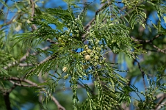 DPPhotography - Texas - Great leadtree, Leucaena pulverulenta - A