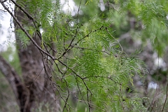 DPPhotography - Texas - Honey mesquite, Neltuma glandulosa - A