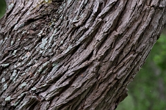 DPPhotography - Texas - Honey mesquite, Neltuma glandulosa - B