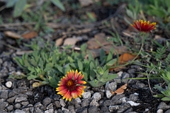 DPPhotography - Texas - Indian blanket, Gaillardia pulchella - A