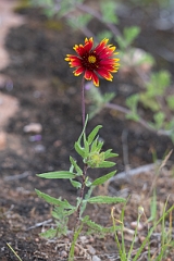 DPPhotography - Texas - Indian blanket, Gaillardia pulchella - B