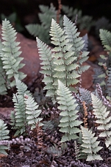 DPPhotography - Texas - Lindheimer's lipfern, Myriopteris lindheimeri - A