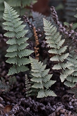DPPhotography - Texas - Lindheimer's lipfern, Myriopteris lindheimeri - B