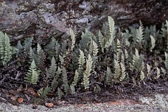DPPhotography - Texas - Lindheimer's lipfern, Myriopteris lindheimeri - C