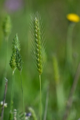 DPPhotography - Texas - Little barley, Hordeum pusillum - A
