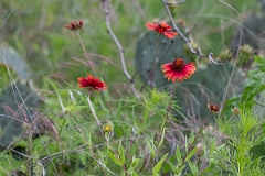 DPPhotography - Texas - Maroon blanketflower, Gaillardia amblyodon - A