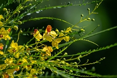 DPPhotography - Texas - Mexican palo verde, Parkinsonia aculeata - A