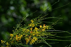 DPPhotography - Texas - Mexican palo verde, Parkinsonia aculeata - B