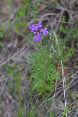 DPPhotography - Texas - Moss verbena, Verbena pulchella - A
