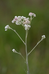 DPPhotography - Texas - Old plainsman, Hymenopappus artemisiifolius - A