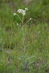 DPPhotography - Texas - Old plainsman, Hymenopappus artemisiifolius - B
