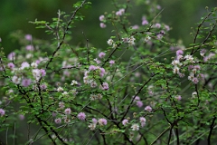 DPPhotography - Texas - Pink mimosa, Mimosa borealis - A