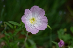 DPPhotography - Texas - Pinkladies, Oenothera speciosa - A
