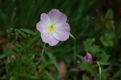 DPPhotography - Texas - Pinkladies, Oenothera speciosa - B