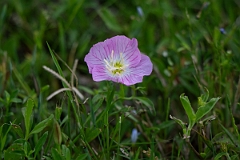 DPPhotography - Texas - Pinkladies, Oenothera speciosa - C