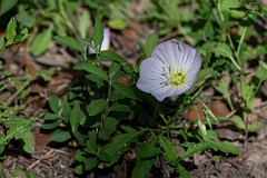 DPPhotography - Texas - Pinkladies, Oenothera speciosa - E