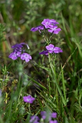 DPPhotography - Texas - Pointed phlox, Phlox cuspidata - A