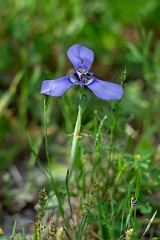 DPPhotography - Texas - Prairie nymph, Herbertia lahue - A