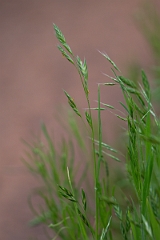 DPPhotography - Texas - Rescue brome, Bromus catharticus - A