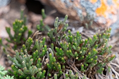 DPPhotography - Texas - Riddell's spikemoss, Selaginella corallina - A