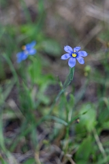 DPPhotography - Texas - Roadside blue-eyed grass, Sisyrinchium pruinosum - A