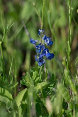 DPPhotography - Texas - Sandyland bluebonnet, Lupinus subcarnosus - A