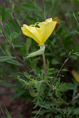 DPPhotography - Texas - Showy evening primrose, Oenothera grandis - A