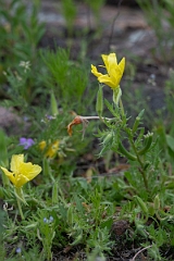 DPPhotography - Texas - Showy evening primrose, Oenothera grandis - B